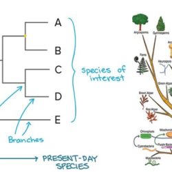 The origin of species lizards in an evolutionary tree answers