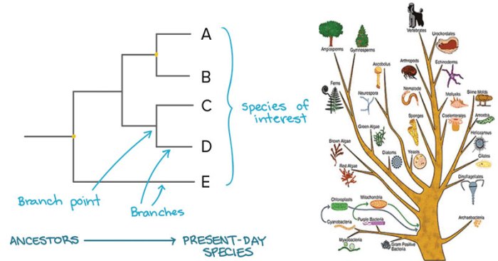 The origin of species lizards in an evolutionary tree answers