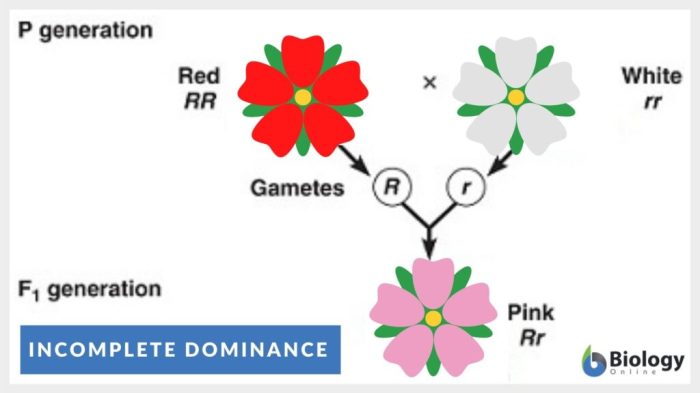 Amoeba sisters incomplete dominance worksheet answer key