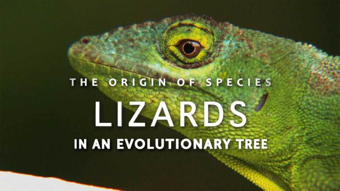 The origin of species lizards in an evolutionary tree answers